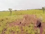 Thế giới - Video: Định ăn thịt nhím châu Phi, sư tử bất ngờ nhận cái kết đắng