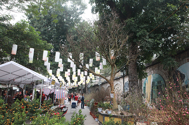 Xuất hiện tại chợ hoa xuân ngay khu phố bích họa đường Phùng Hưng (Hoàn Kiếm, Hà Nội), cây hoàng mai thơm thu hút khá đông du khách chiêm ngưỡng.