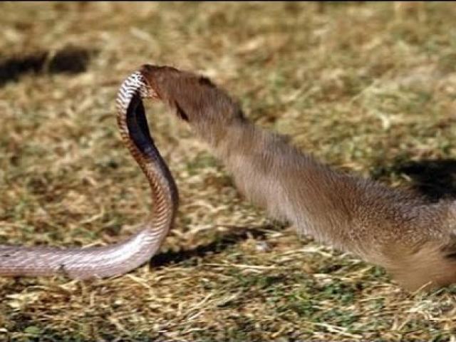 Media - Rắn cả gan chui vào hang ăn thịt chồn và cái kết đắng