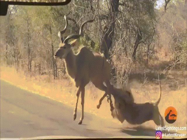 Thế giới - Video: Sư tử phi ra giữa đường săn linh dương, bị đạp không ngừng vào mặt