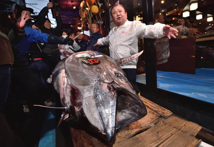 Con cá có kích thước khổng lồ. Nguồn: Japantimes.&nbsp; &nbsp; &nbsp;