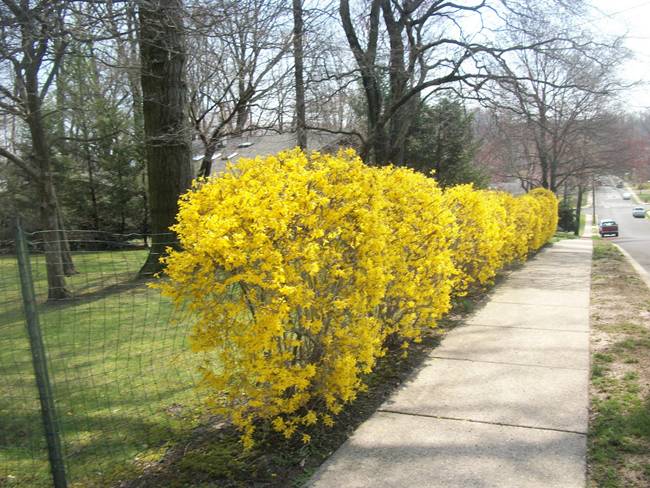 Những bông hoa vàng của cây này không hình thành phấn hoa nên không hút ong cũng như các loại côn trùng khác.