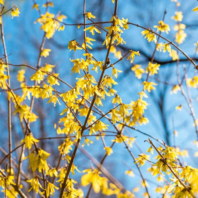 Cây mai Mỹ theo cách gọi ở Việt Nam có tên là&nbsp;Forsythia. Loại cây này có 11-13 loài, chủ yếu có nguồn gốc từ Đông Á.