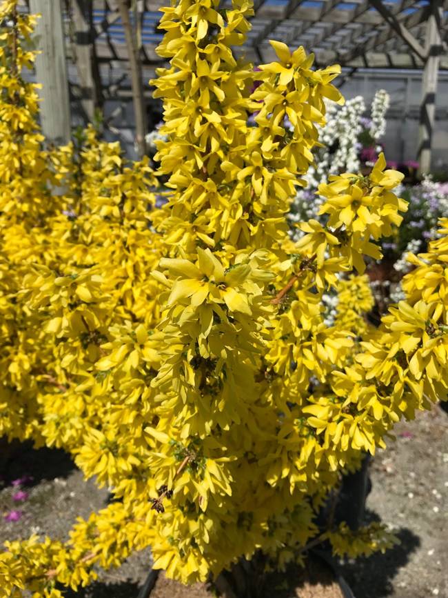 Hoa của cây có màu vàng với 4 cánh hoa giữa có nhụy màu vàng, tạo nên cảnh quan đẹp vào mùa xuân. 