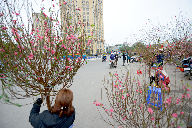 Năm nay mùa đông nắng nóng kéo dài nên đào nở sớm, đào có giá rẻ hơn so với năm trước