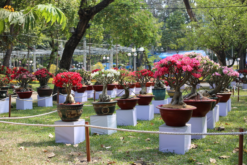  Với người yêu thích hoa sứ, những gốc sứ được nghệ nhân chăm sóc, tạo hình trong nhiều năm trời sẽ là nơi để chiêm ngưỡng và học hỏi.