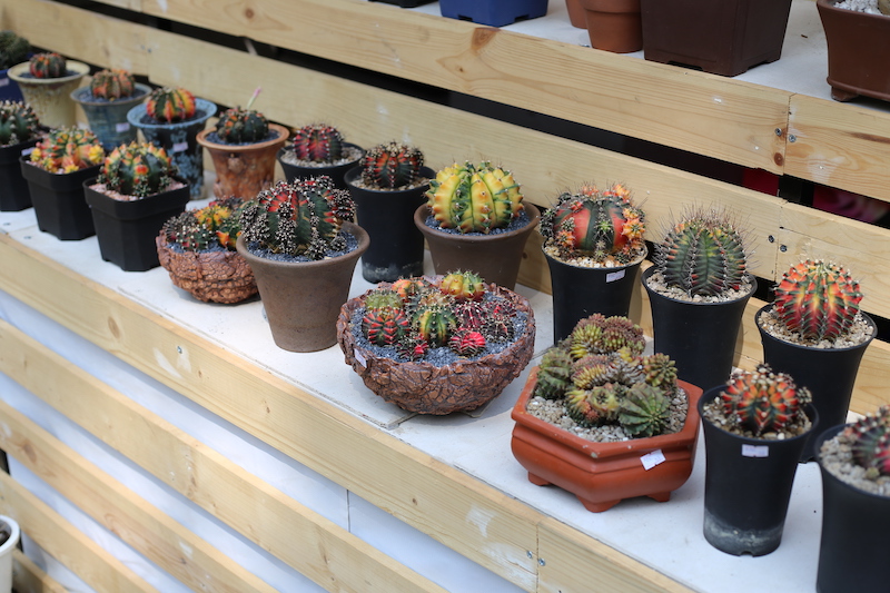  Những chậu xương rồng đột biến có giá thị trường lên tới hàng chục triệu đồng.