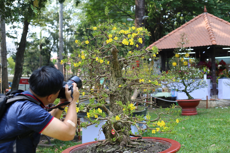  Với người Sài Gòn, mùa Xuân về không thể thiếu sắc vàng của những nhánh mai.