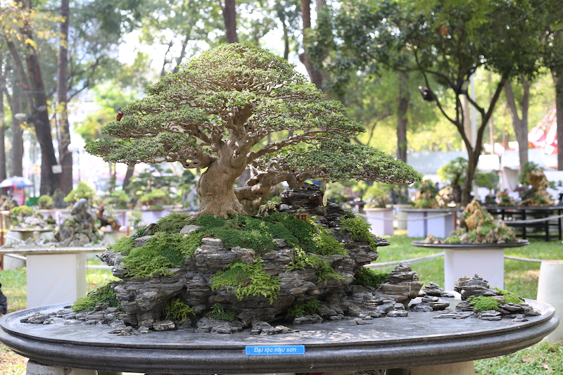 Tiểu cảnh “Đại lộc như sơn” được đặt tại một vị trí rất nổi bật giữa muôn vàn các gốc bonsai và tiểu cảnh khác.