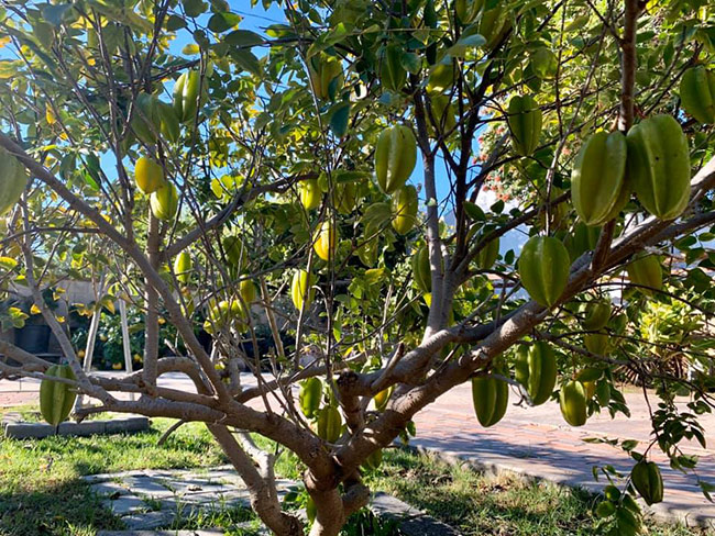 Ngoài ra vườn nhà anh còn trồng một số cây ăn trái, nhất là những hoa quả quen thuộc của Việt Nam. Anh đề tên một số con phố tại Hà Nội trong khu vườn của mình.