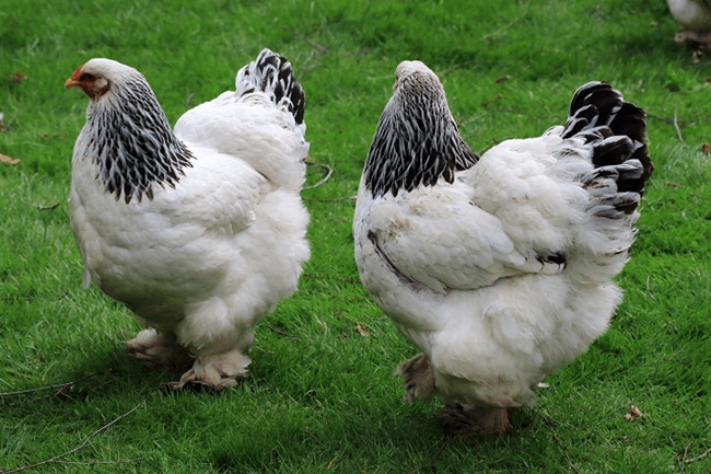 Chúng còn được gọi với cái tên là gà kỳ lân hay giống gà quý tộc Anh.