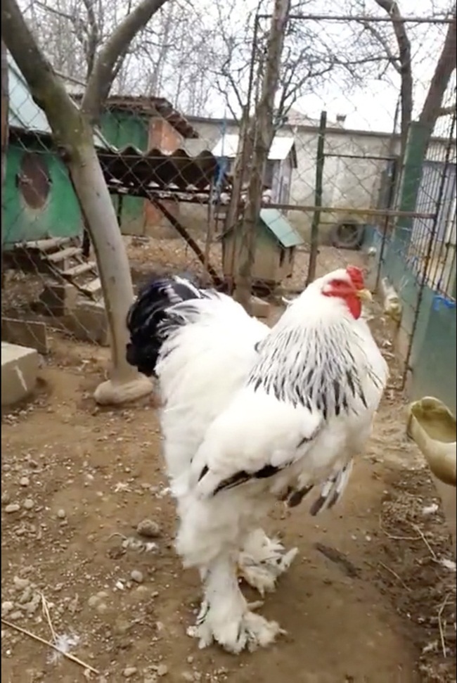 Với giống gà này, con&nbsp;trống trung bình&nbsp;nặng khoảng 4,5kg&nbsp;và gà mái khoảng 3,6kg.