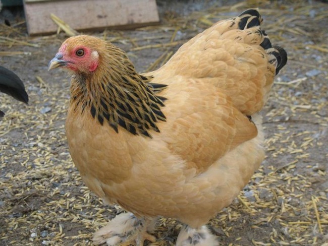 Giống gà này có thể chịu được lạnh và nóng, sống tốt ở các vùng khí hậu khác nhau.