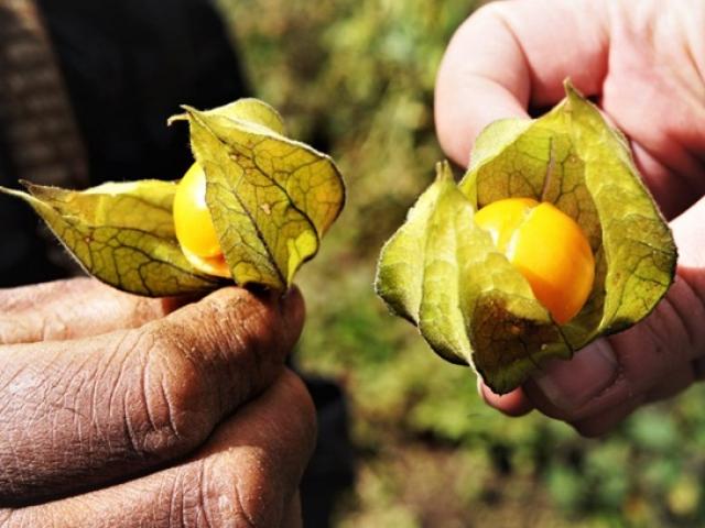 Thị trường - Tiêu dùng - Thứ hoang dại trăm năm không ai ngó, nay bỗng sốt giá hơn nửa triệu/kg