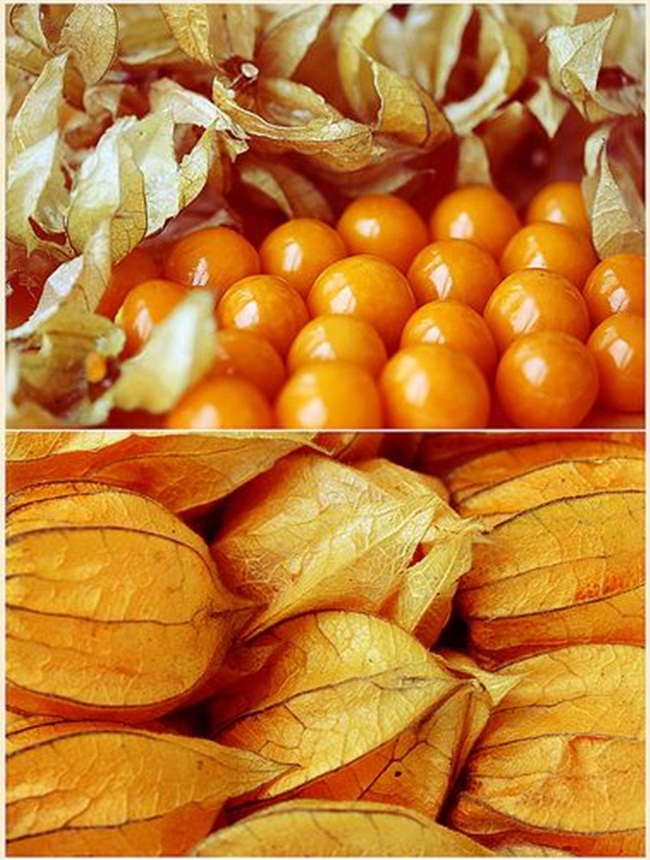 Physalis là quả có nhiều ở khu vực Nam Mỹ. Ở Việt Nam, chúng được gọi là quả tầm bóp.