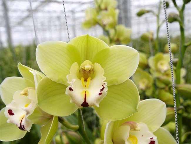 Hồi năm 2005, hoa lan Nongke Thâm Quyến đã trở thành bông hoa đắt nhất thế giới từng được bán ra. Trong một cuộc đấu giá, nó được mua với giá 200.000 USD.