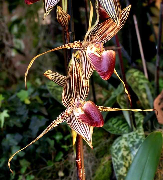 Vì giá trị của nó nên hoa lan này còn được gọi với cái tên "vàng của Kinabalu".