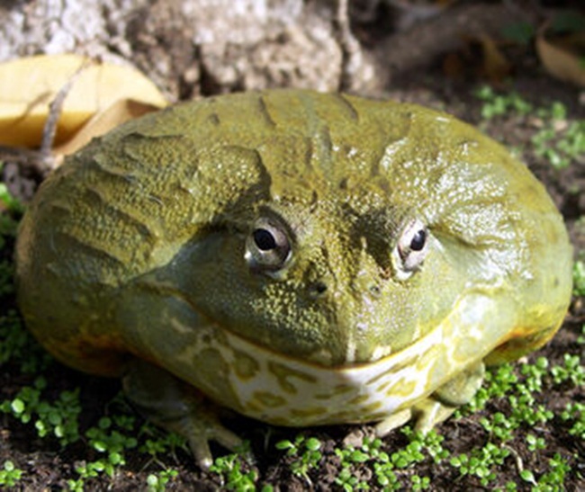 Da và nội tạng của chúng chứa chất độc. Cho nên, nếu ăn con ếch này quá sớm có thể bị ngộ độc.