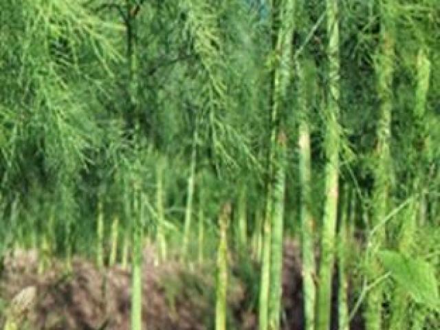 Thị trường - Tiêu dùng - Nhìn xa tưởng cây bụi, hóa ra là thứ rau đem lại hàng trăm triệu/năm