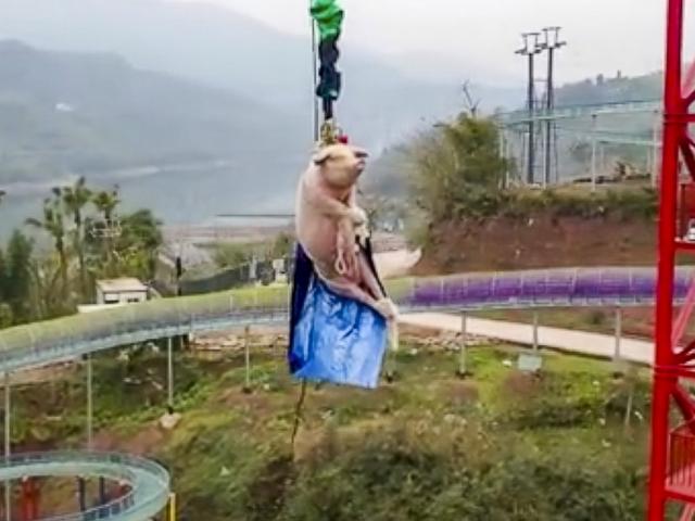 Phi thường - kỳ quặc - Công viên TQ treo lợn sống lơ lửng ở độ cao 70m gây tranh cãi