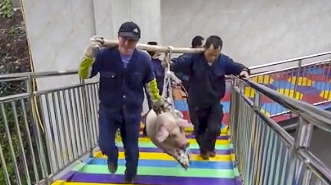 Con lợn nặng 75kg được hai người đàn ông khiêng lên trên cao.