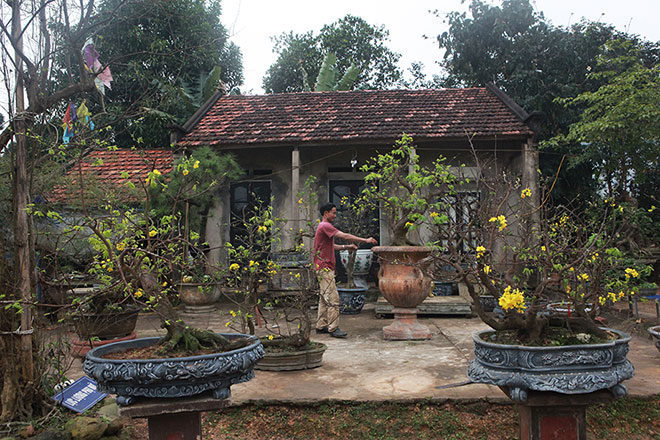 Khoảng 30 gốc mai vàng Yên Tử cổ thụ của anh Nguyễn Quang Khải (Nam Sơn, Sóc Sơn, Hà Nội) đang nở hoa rực rỡ đón Tết.