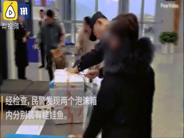 Phi thường - kỳ quặc - Mua "hóa thạch sống" về giết thịt, người phụ nữ suýt gặp họa lớn