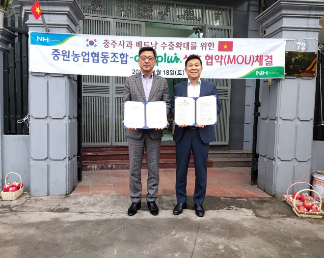 Cooplus chính thức nhập khẩu và phân phối táo Chung-Ju nổi tiếng Hàn Quốc - 2