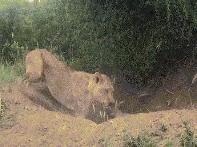 Thế giới - Video: Trốn trong hang tưởng thoát, lợn rừng vẫn bị sư tử lôi lên cắn chết