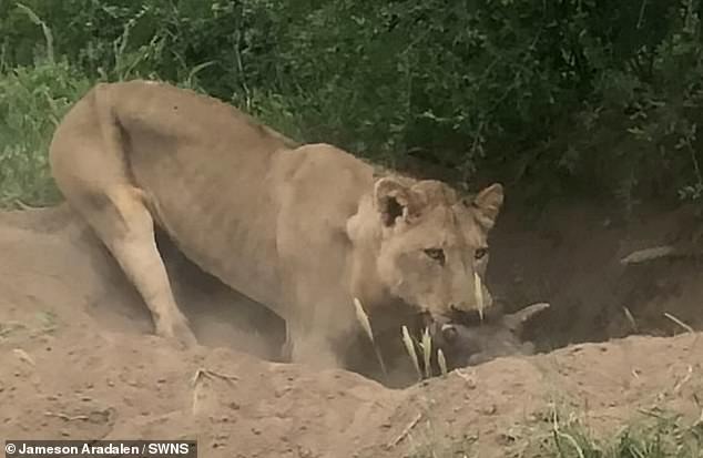 Video: Trốn trong hang tưởng thoát, lợn rừng vẫn bị sư tử lôi lên cắn chết - 1
