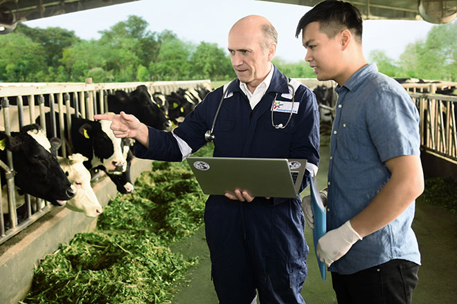 Sữa tươi Cô Gái Hà Lan an toàn hơn chuẩn 11 lần: Tinh hoa từ sự hợp tác của nông dân Hà Lan và Việt Nam - 1