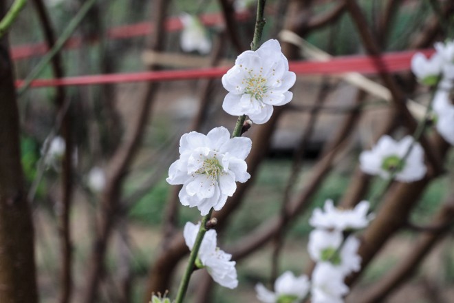 Tin tức trong ngày - Đào cánh trắng hiếm có bạc triệu xuất hiện ở Nhật Tân