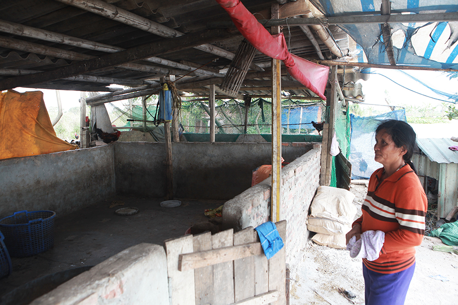 Gần Tết, chuồng lợn nhà chị không còn một con nào