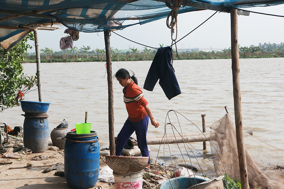 Hiện tại chỉ còn một đàn gà. “Hy vọng Tết bán được giá để có cái Tết cho các cháu”, chị Hải nói