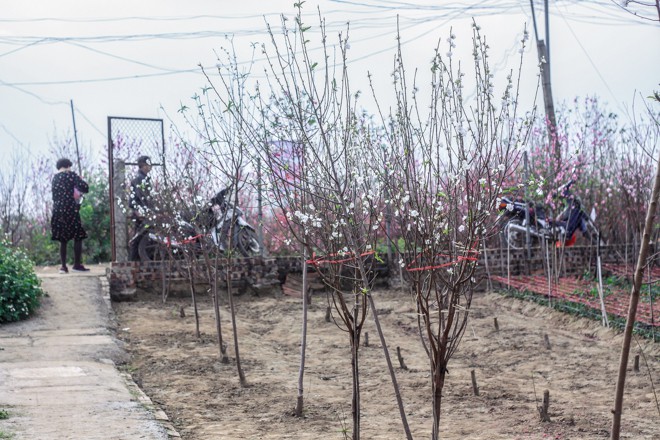 Thú chơi đào vào mỗi dịp Tết đến xuân về là một nét văn hóa truyền thống của người dân Việt Nam, tuy nhiên, ở Hà Nội hay Nhật Tân rất khó kiếm loài đào bạch hay còn gọi là đào trắng.