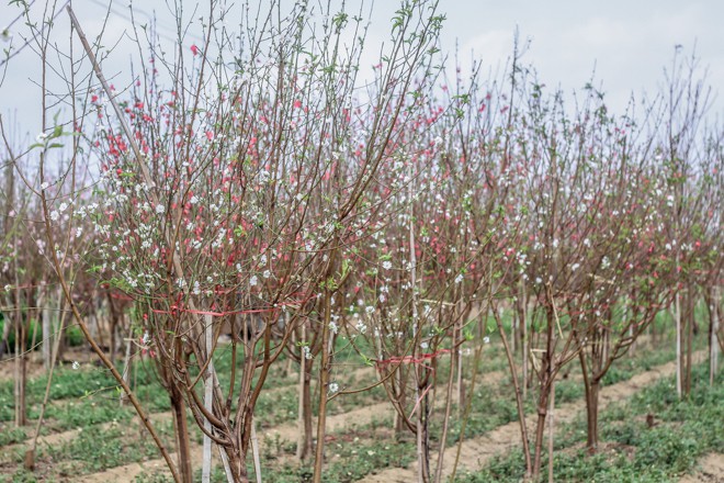 Loài này rất quý hiếm bởi vì rất khó trồng vì vậy những người trồng đào lâu năm ở Nhật Tân cũng không mạo hiểm đầu tư vào loài này.