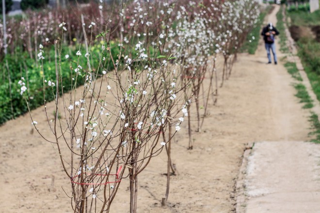 Trong khi các loại hoa đào khác không có mùi thơm thì hoa đào bạch đào lại có mùi hương thơm thoang thoảng rất hấp dẫn.