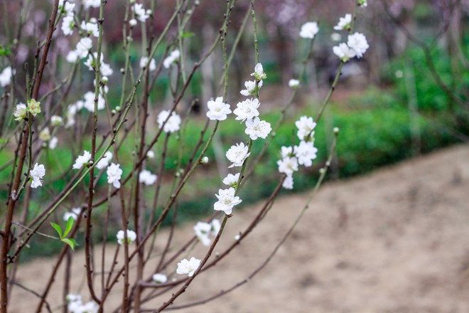 Anh Trường, người trồng đào lâu năm ở Nhật Tân đầu tư trồng khoảng hơn 10 gốc đào bạch trong vườn.