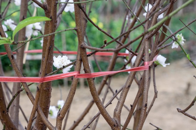  Anh Trường chia sẻ, loài này rất khó trồng và chăm sóc, việc ép hoa nở đúng dịp Tết như những loài khác còn khó hơn.