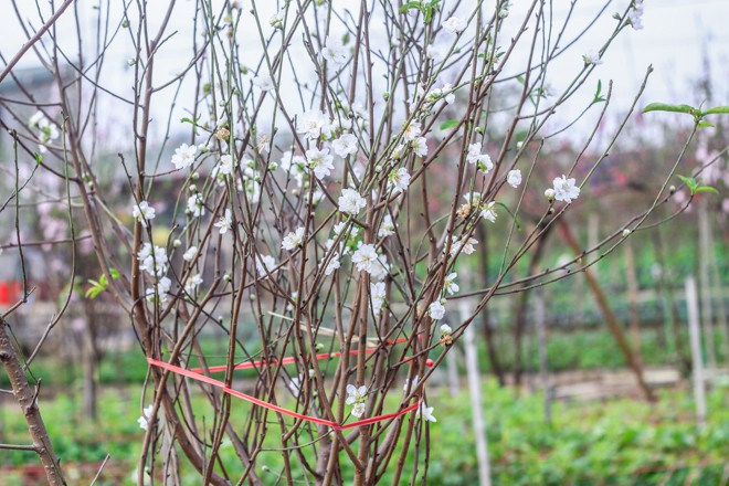 Mặc dù chưa cắt gốc nhưng cành bạch đào cánh trắng vẫn được buộc dây cẩn thận.