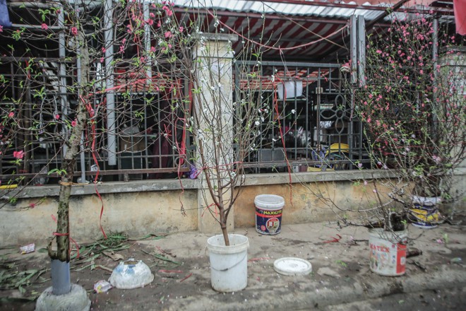 Đào bạch hiếm có xuất hiện tại chợ Tết Canh Tý 2020 được chủ vườn mang ra chỉ 1, 2 cành.