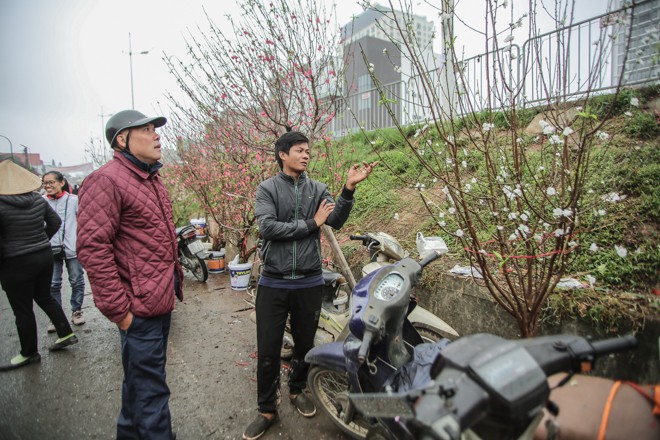  Rất nhiều người hỏi mua loài này tuy nhiên lại lưỡng lự vì giá bạch đào cánh trắng gấp nhiều lần so với cành đào cánh hồng. Giá thấp nhất cũng 2 triệu đồng một cành nhỏ, Với cành lớn gốc to, giá lên đến 20 triệu đồng.