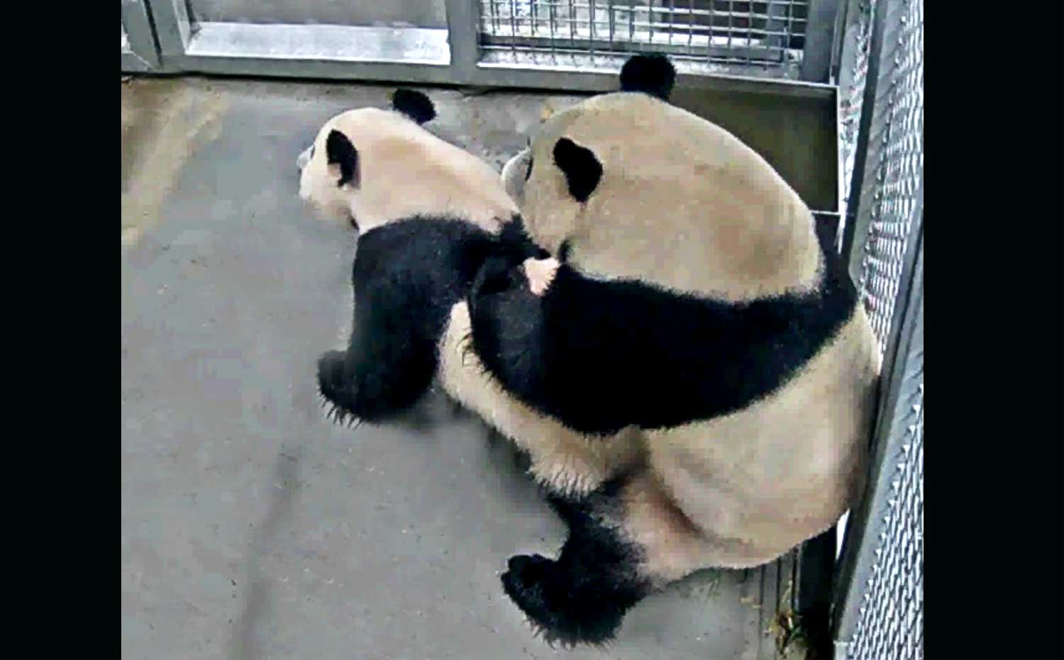 Hình ảnh gấu trúc giao phối từ video của sở thú Ouwehands Dierenpark (ảnh: Shanghai)