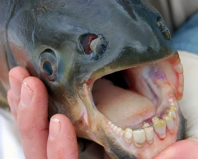 Hàm răng của cá pacu khá “dị” với cấu trúc dạng khối, thẳng, gần giống với răng người.