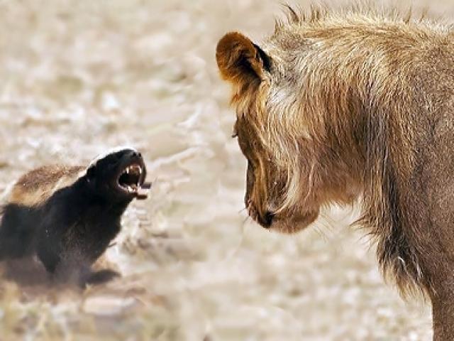 Media - Con mồi nhỏ bé khiến sư tử phát thèm nhưng không dám "động thủ"