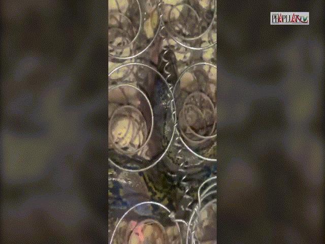 Phi thường - kỳ quặc - Trăn dài 4 m nằm dưới nệm suốt 4 ngày mà không biết