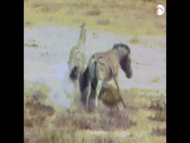 Thế giới - Video: Ngựa vằn tung vó đá thẳng vào mặt "chúa tể rừng xanh"