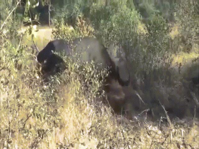 Video: Bị sư tử giằng xé suốt 5 giờ, trâu rừng bất ngờ đứng dậy, tung ”đòn hiểm” thoát chết ngoạn mục