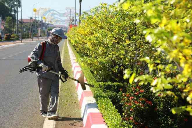 Hoa mai phủ vàng rực rỡ hơn 5km dải phân cách ở Bà Rịa – Vũng Tàu - 8