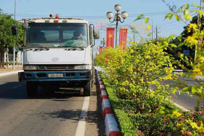 Hoa mai phủ vàng rực rỡ hơn 5km dải phân cách ở Bà Rịa – Vũng Tàu - 9